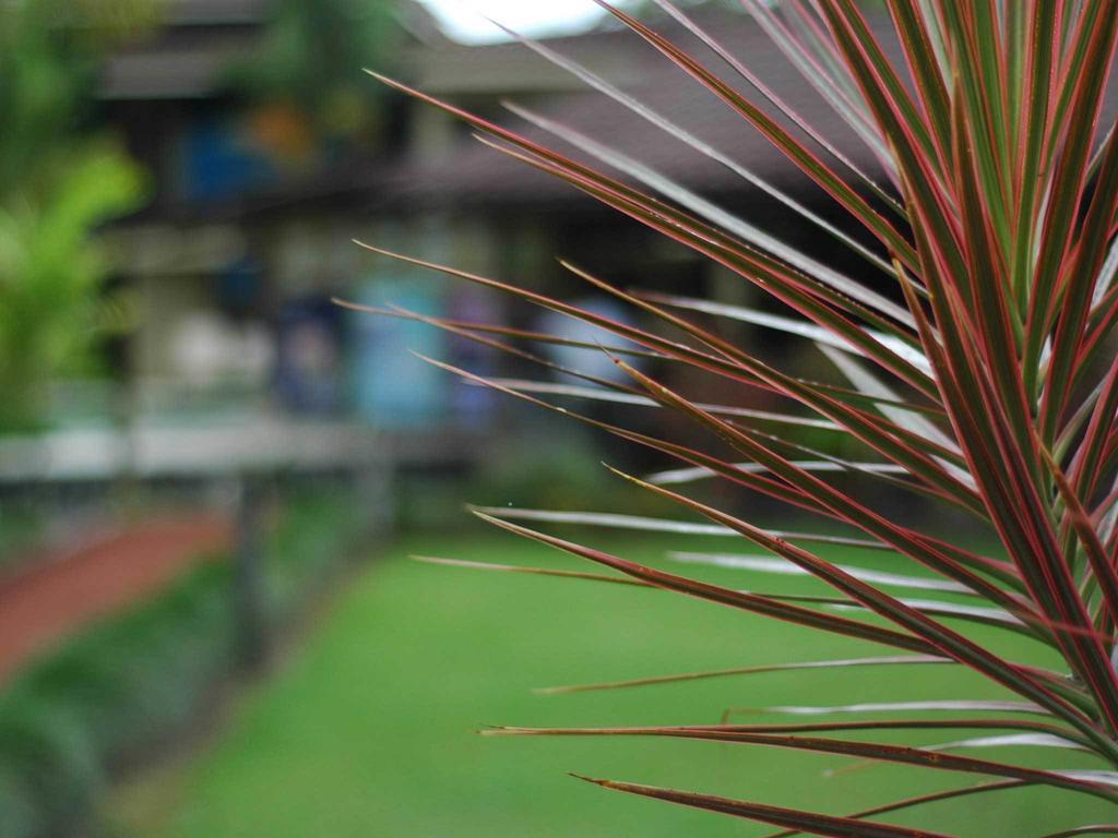 Arenal Backpackers Resort La Fortuna Exterior foto A view of the football field at the university